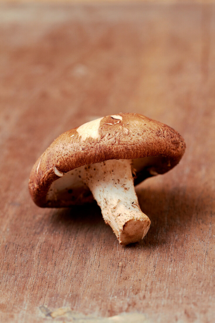 Shiitake-Pilz