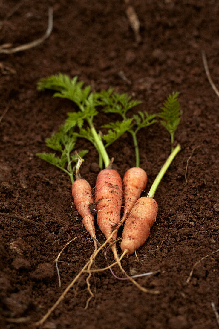 Frische Karotten auf Erde