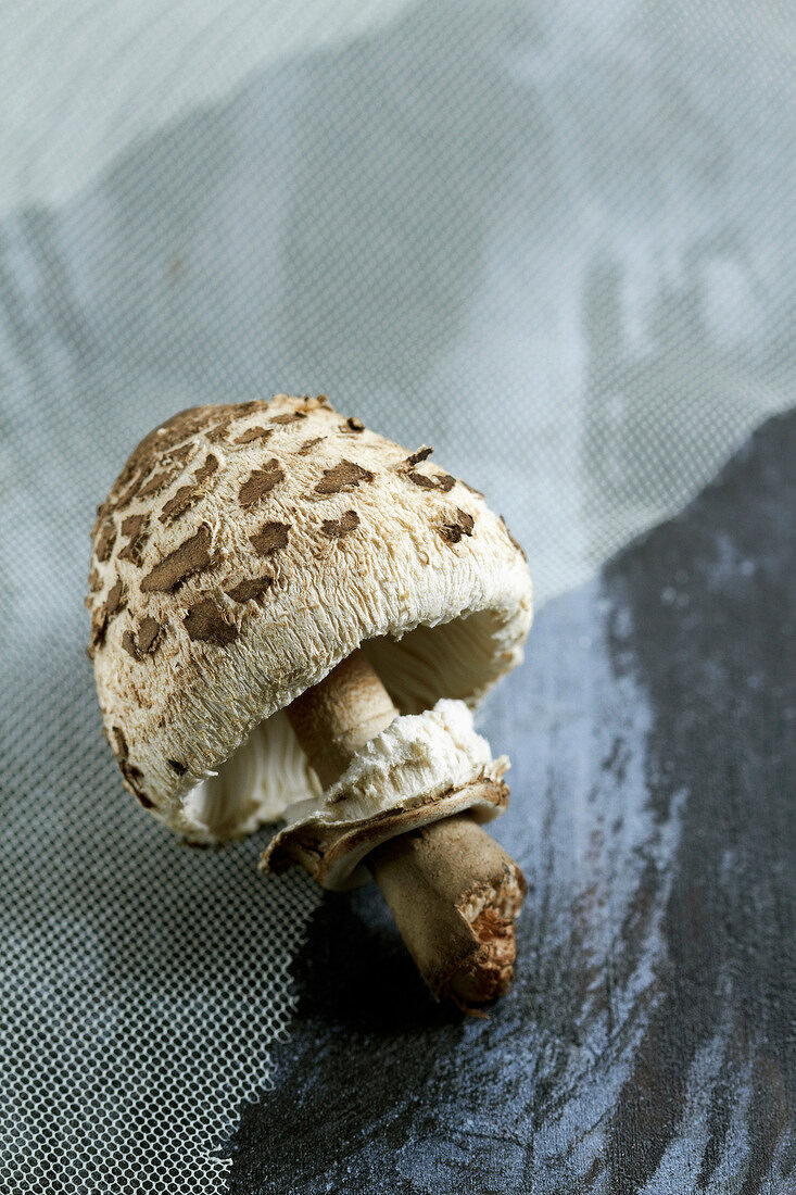 Lépiote mushroom