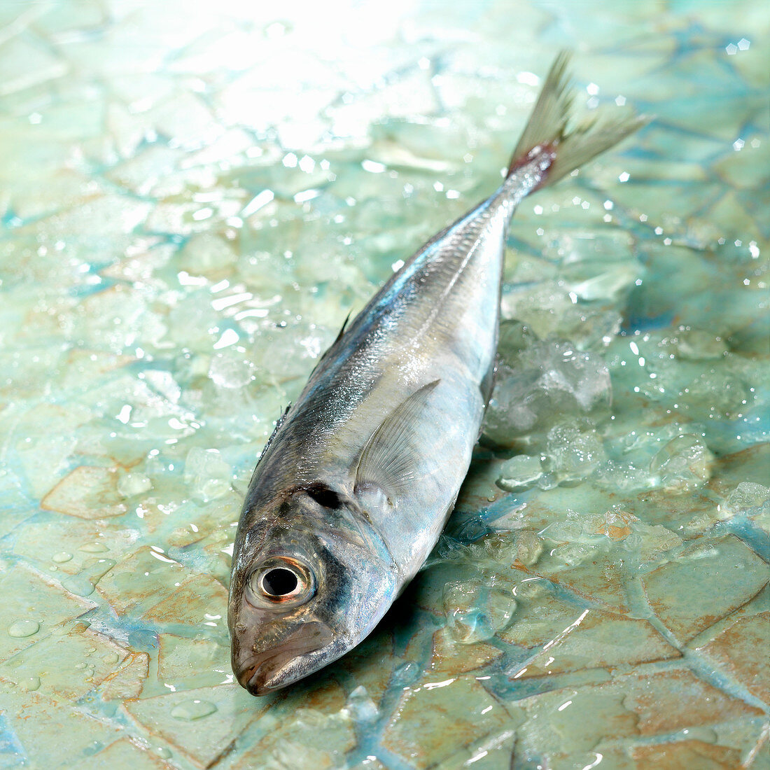 Raw Jack mackerel