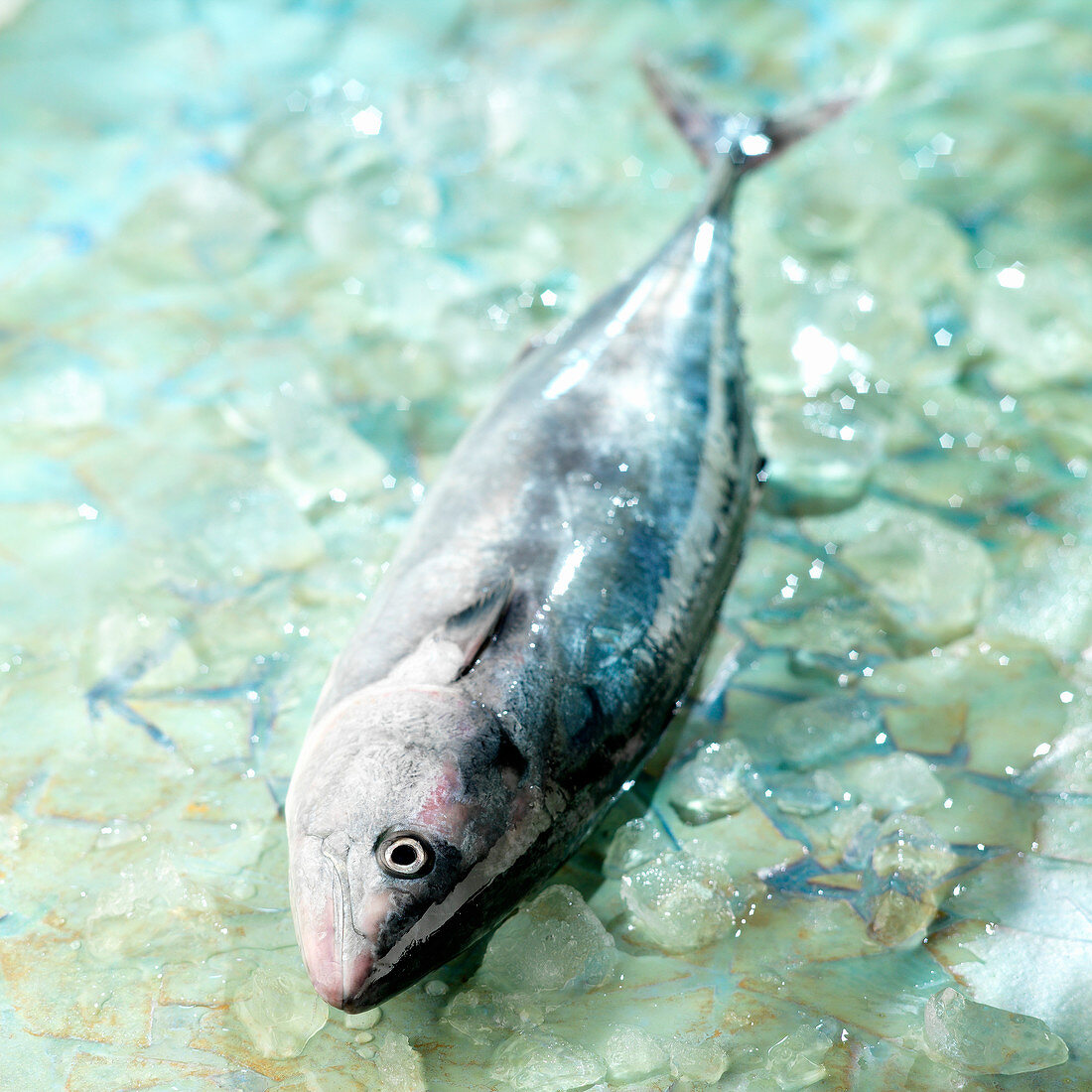 Frischer Bonito-Thunfisch