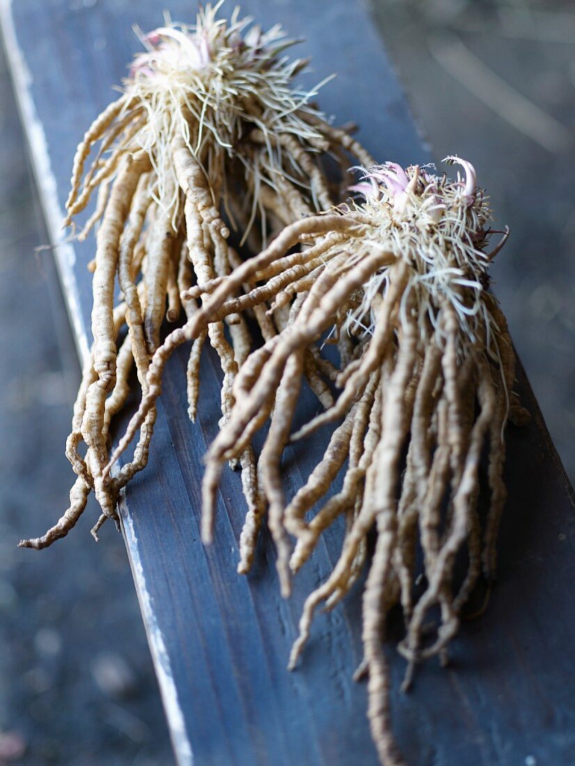 Skirret