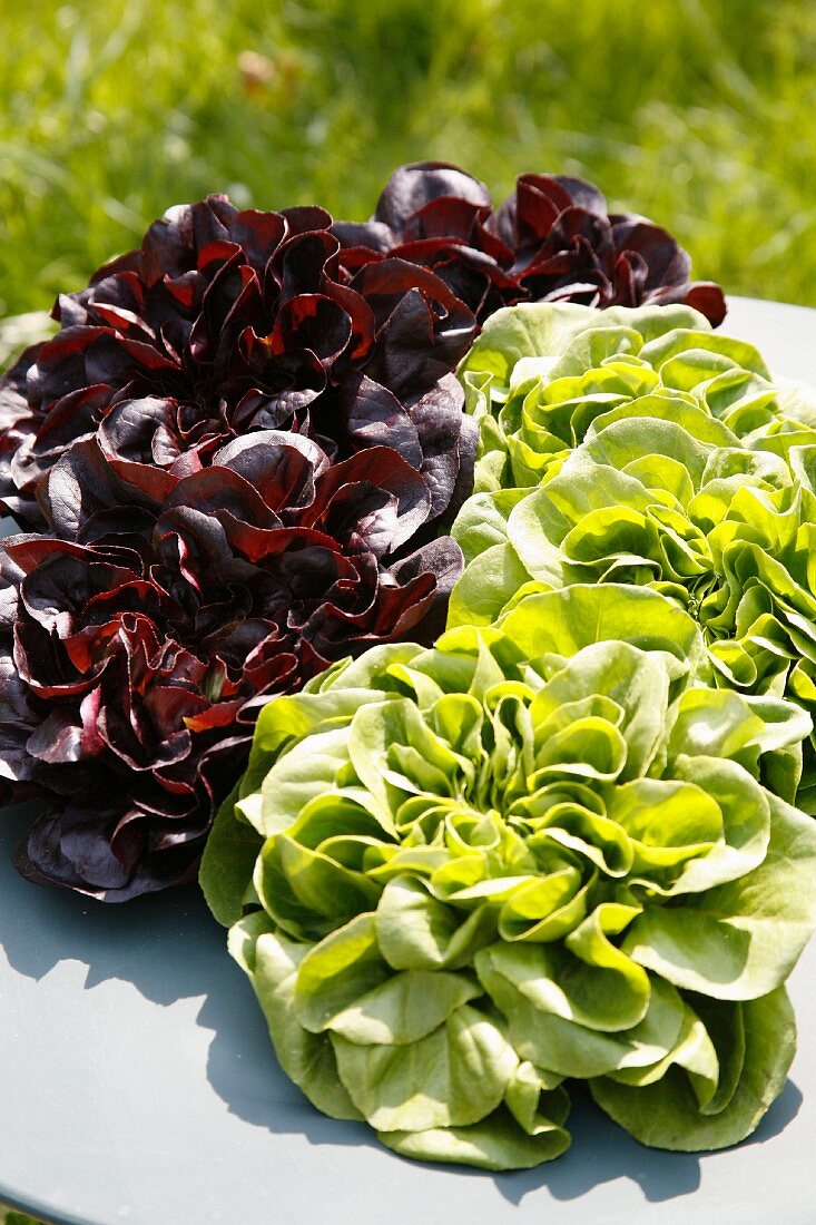 Assorted lettuces outdoors