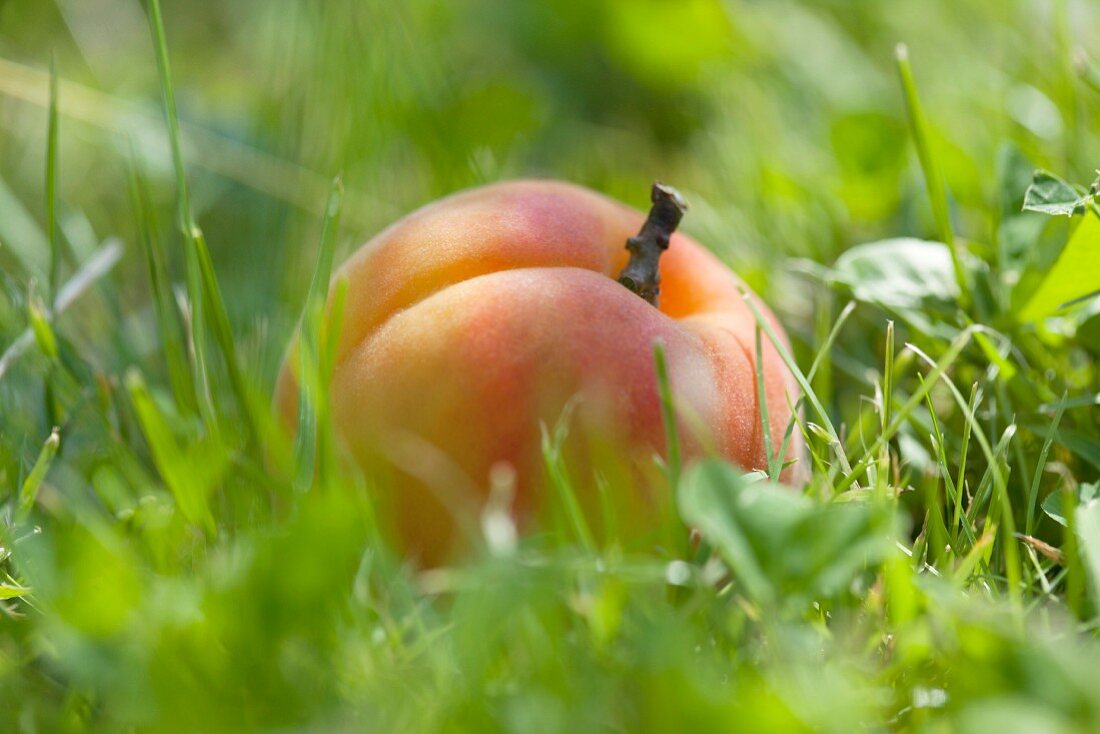Apricot in the grass