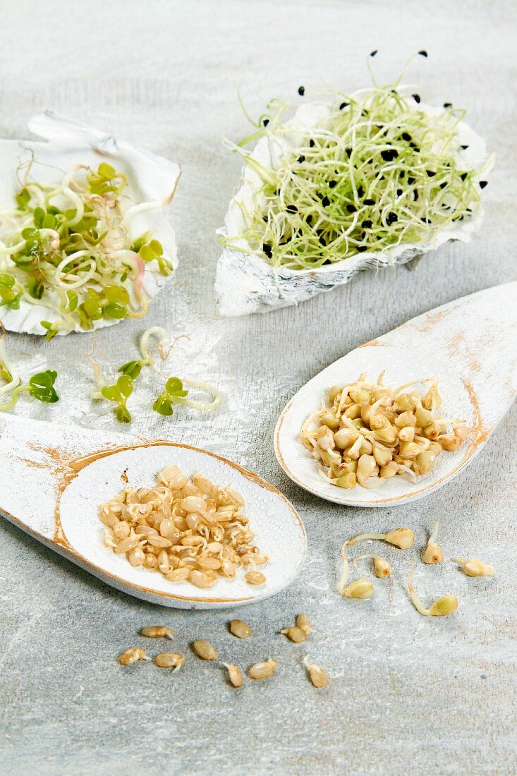 Radieschensprossen, Zwiebelsprossen und Reissprossen in kleinen Schalen