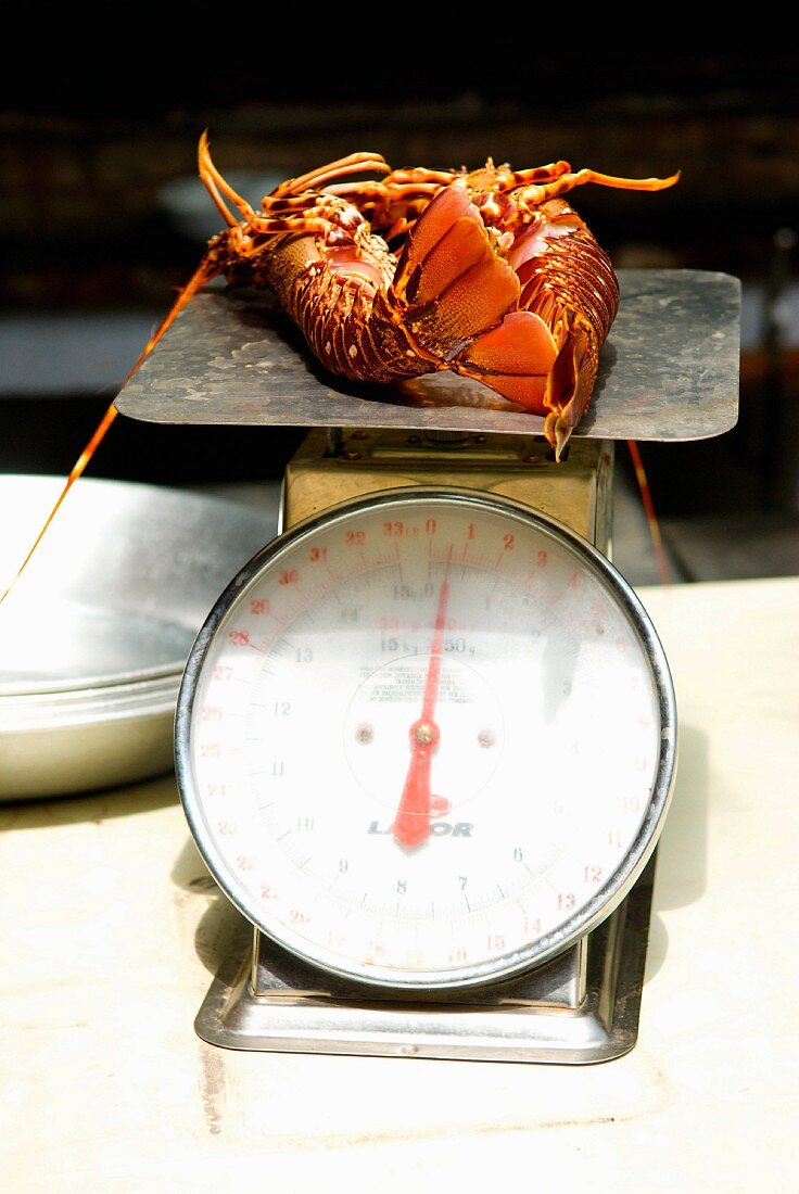 Weighing fresh spiny lobsters
