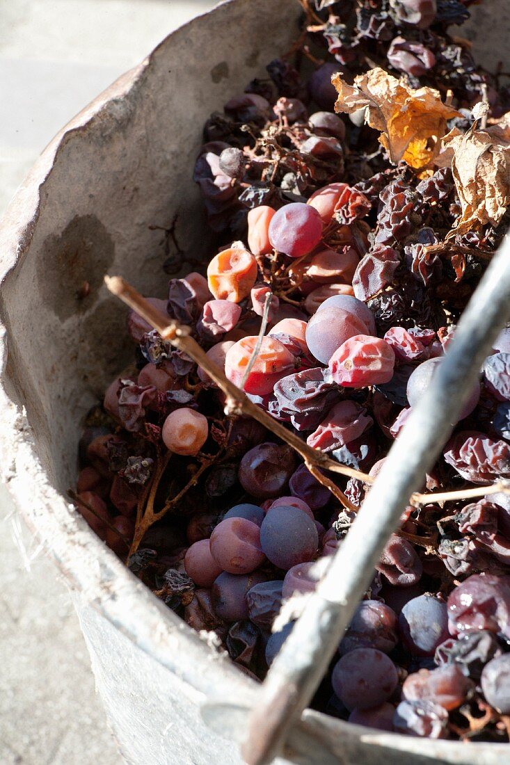 Vertrocknete Weintrauben in einem Eimer