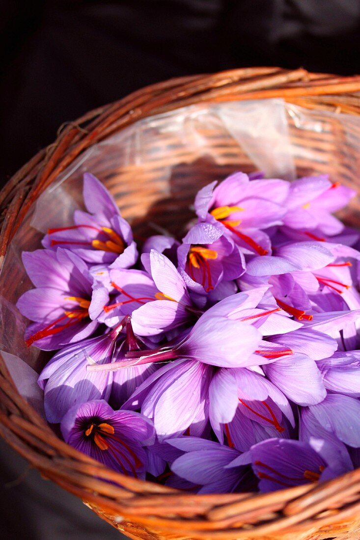 Korb mit frischen Safranblüten