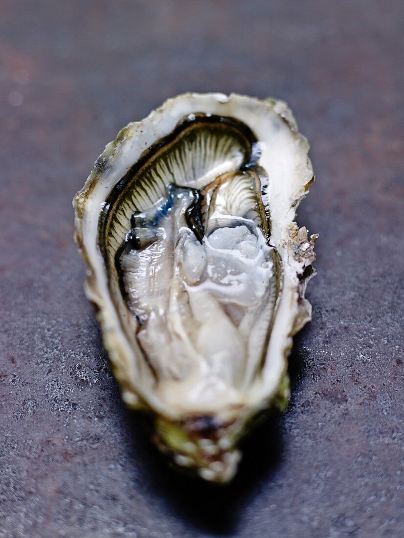 Hollow oyster