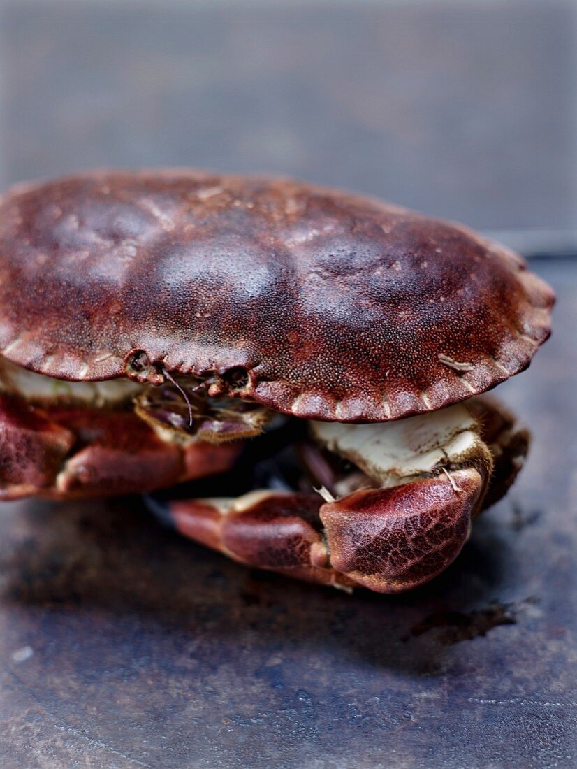 Edible crab