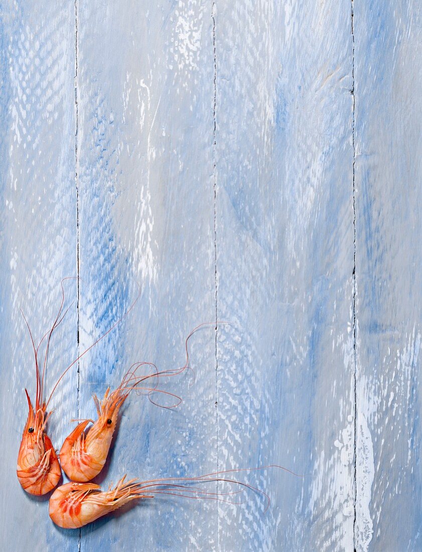 Shrimps on a blue background