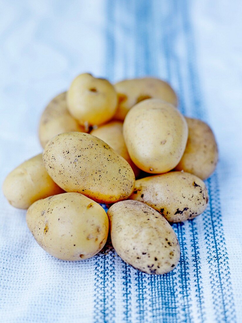 Kartoffel der Sorte Pompadour
