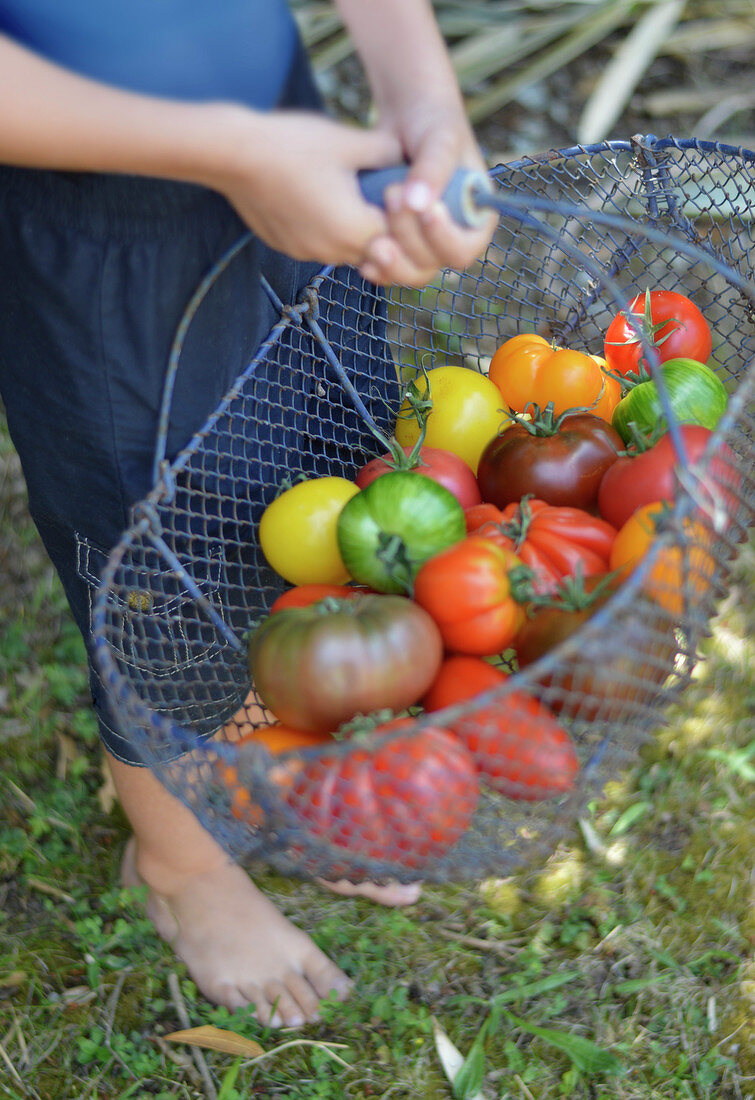 Kind hält einen Drahtkorb mit Tomaten