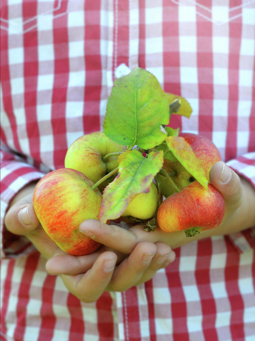 Kind hält Äpfel in den Händen