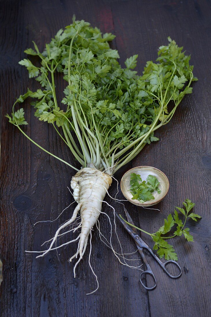 Root parsley