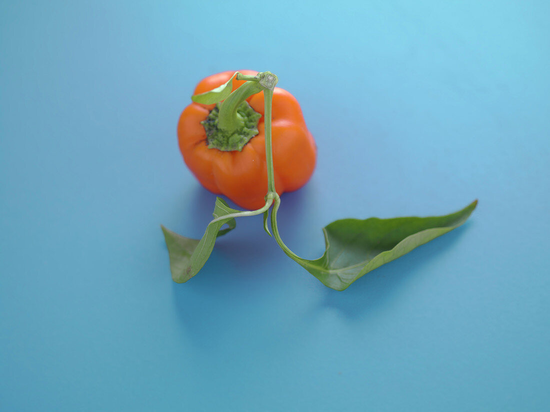 Orange Paprika vor blauem Hintergrund
