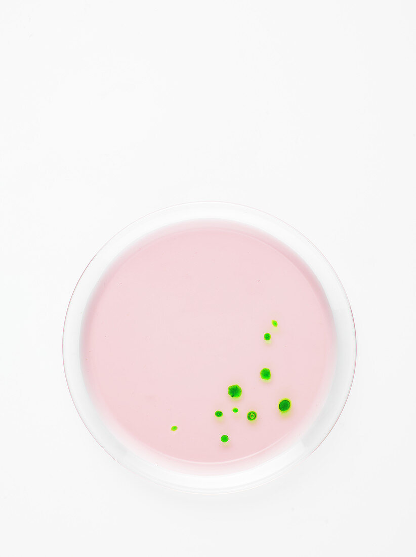 Spinach coulis drops on a pink circle