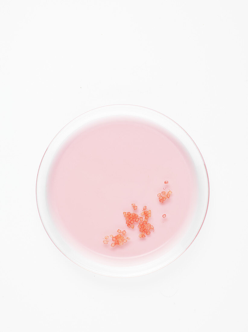 Aromatisiertes rosa Gelee mit Fruchtkaviar Pink Grapefruit