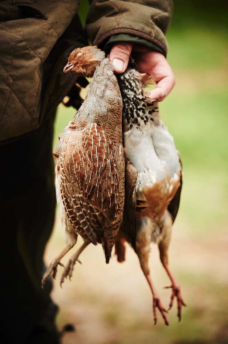 Person holding a dead thrush and a dead partridge