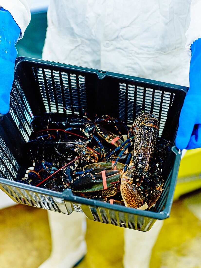 Person carrying a crate of freshly fished lobsters