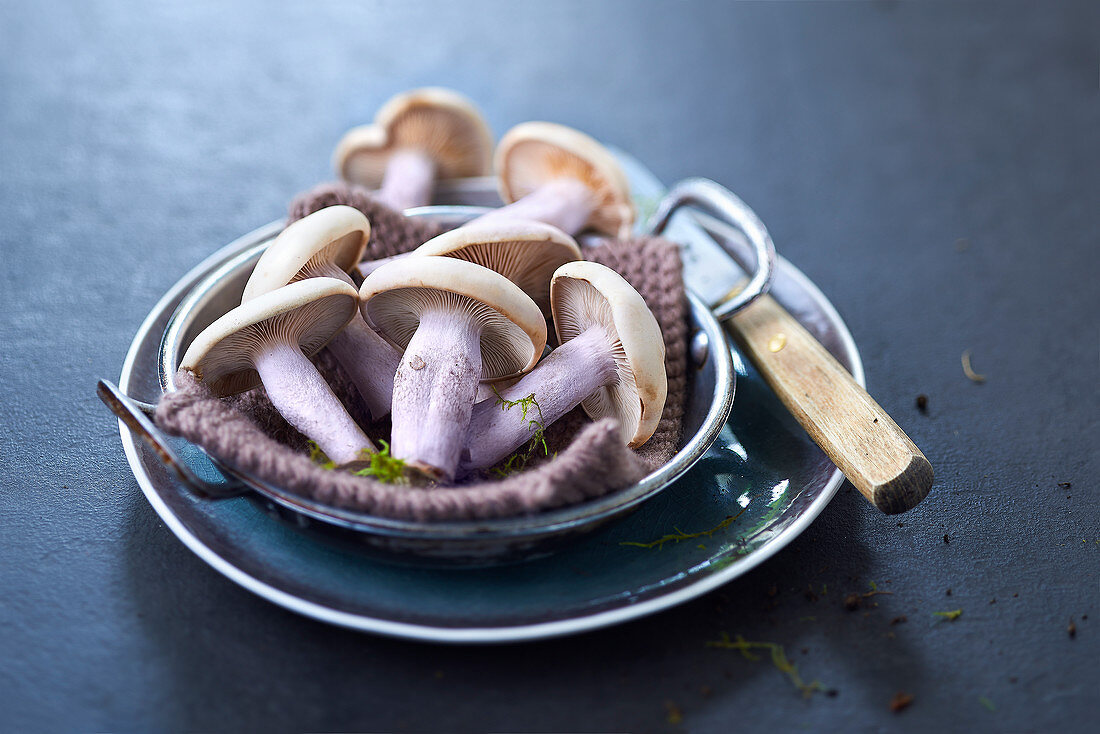 Blue foot mushrooms, knitted cloth and knife