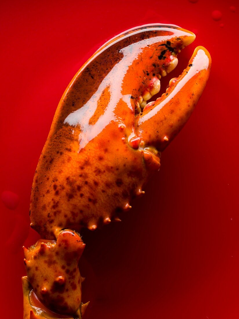 Close-up of a lobster claw