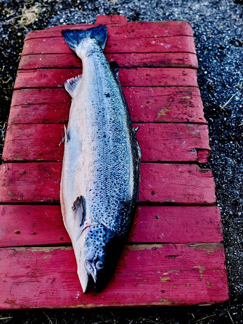Norwegischer Lachs auf einem roten … – Bilder kaufen – 60353950 StockFood