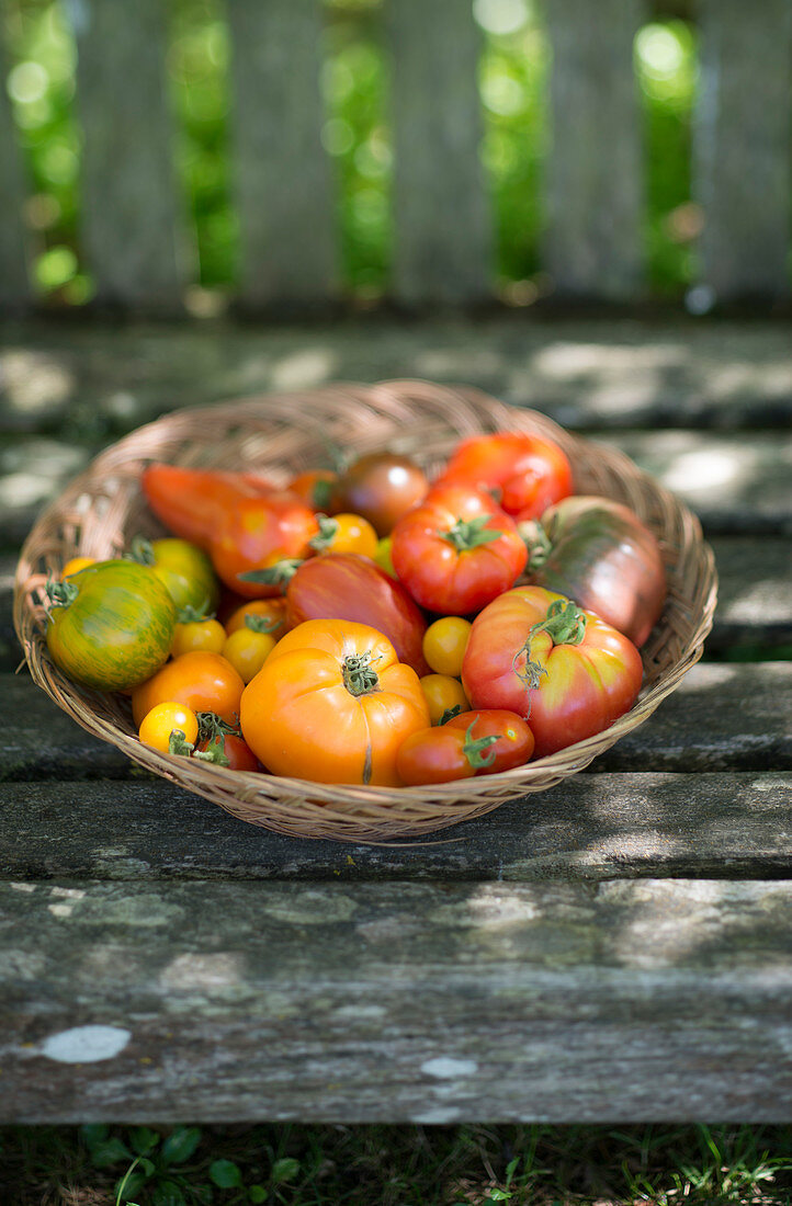 Verschiedene Tomaten im Korb auf Holzbank im Freien