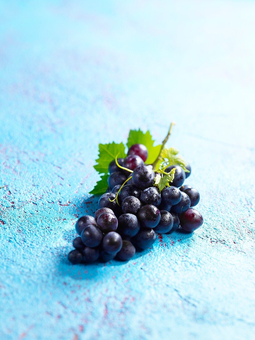 Blaue Weintrauben auf hellblauem Untergrund