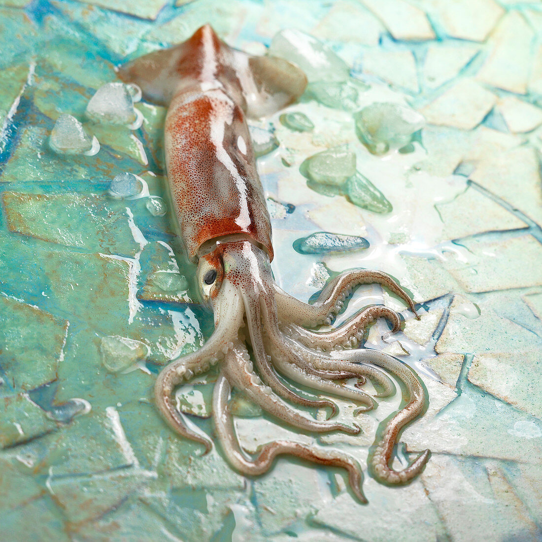 A fresh squid