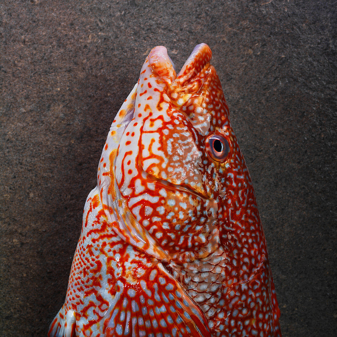 Fresh spotted wrasse
