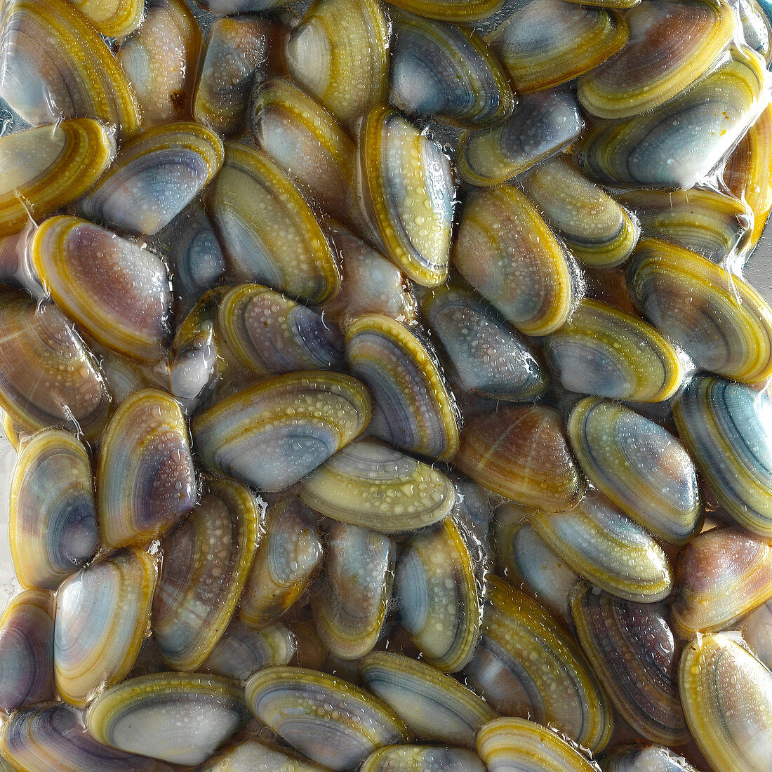 Clams