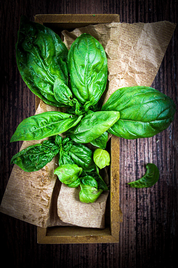 Fresh basil in a wooden box