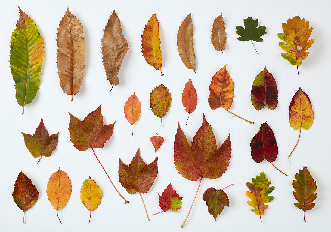 Various autumn coloured leaves on a white background