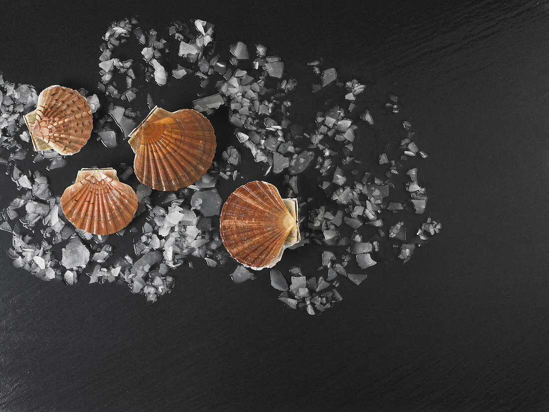 Fresh scallops on a dark background