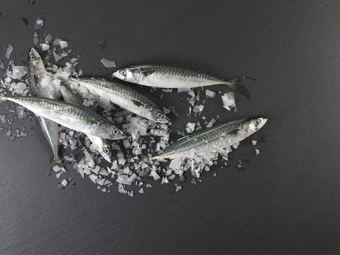 Fresh mackerel on ice and a grey background