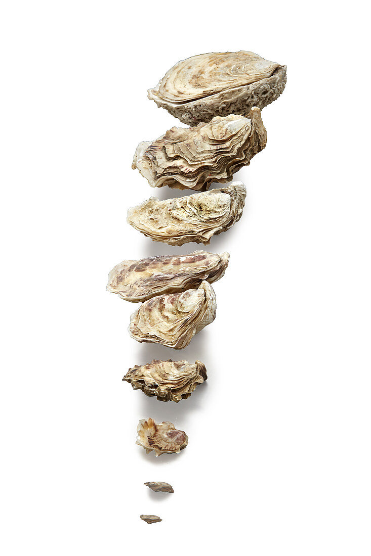 Various oysters in different sizes