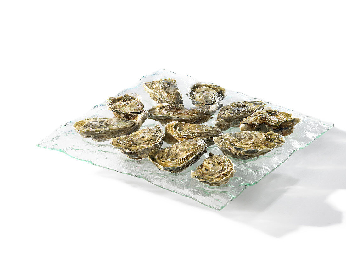 Oysters on a serving platter