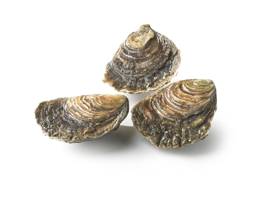 Three fresh Cancale oysters