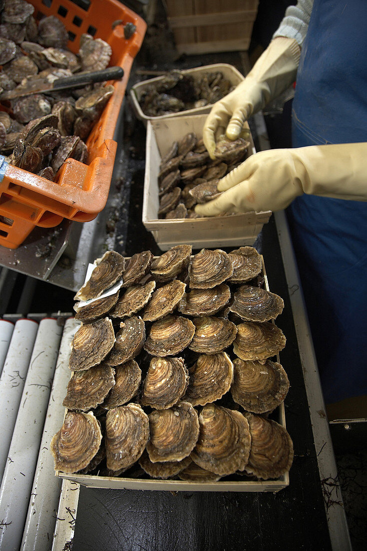 French Belon oysters being packed