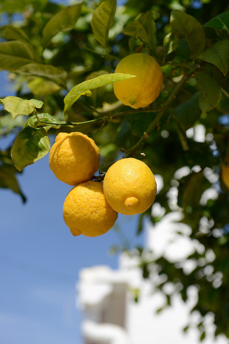 Lemons on tree