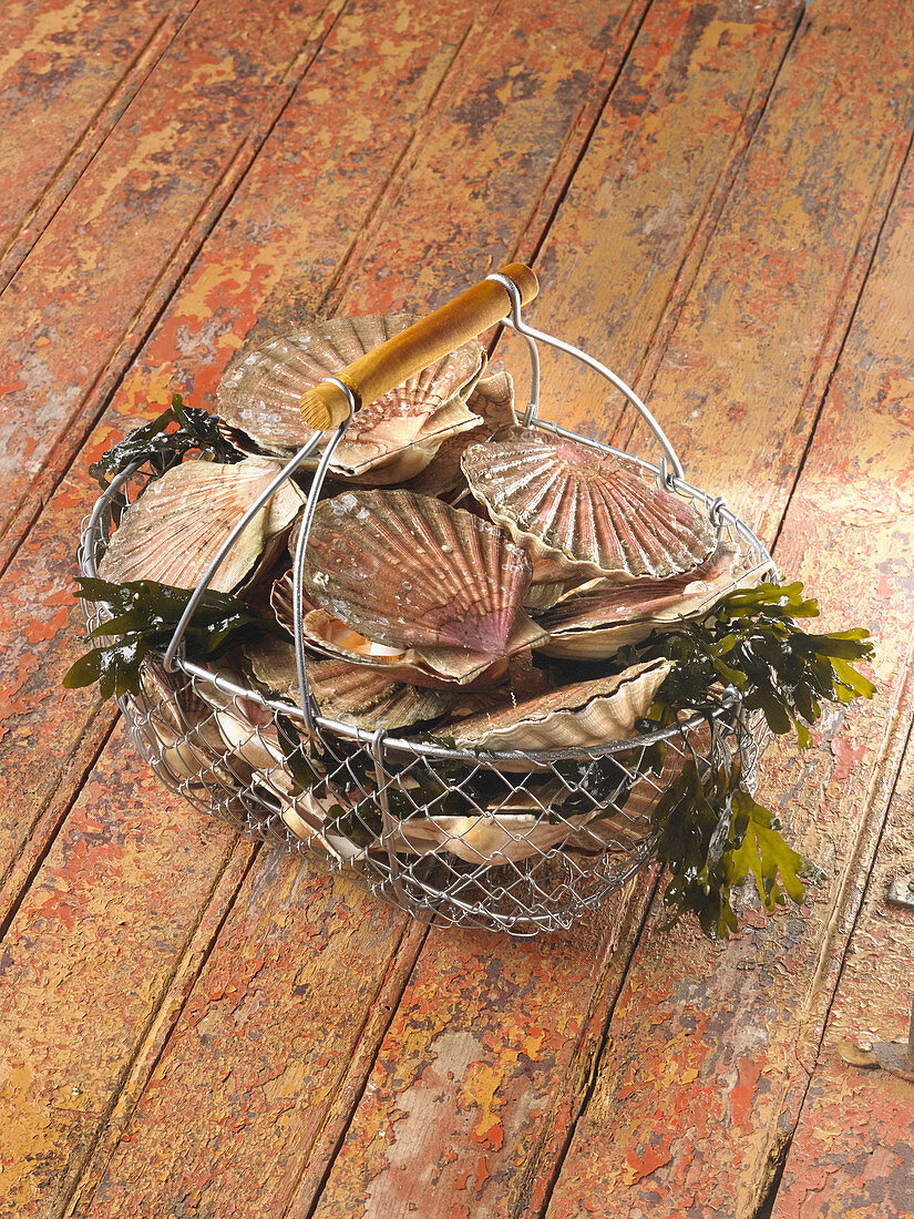 Fresh scallops in a metal basket