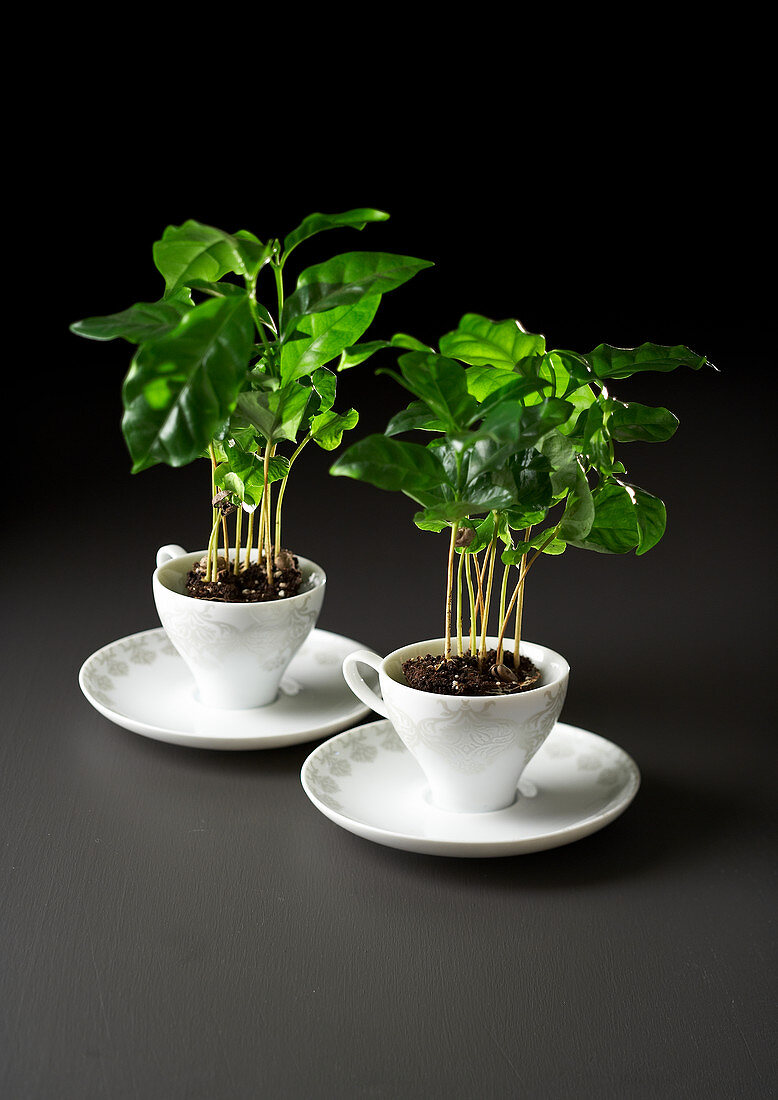 Kaffeepflanzen in zwei Kaffeetassen