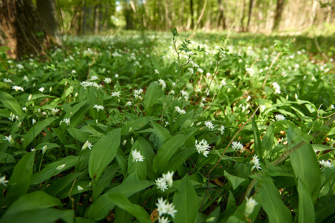 Bear's garlic growing in a forest