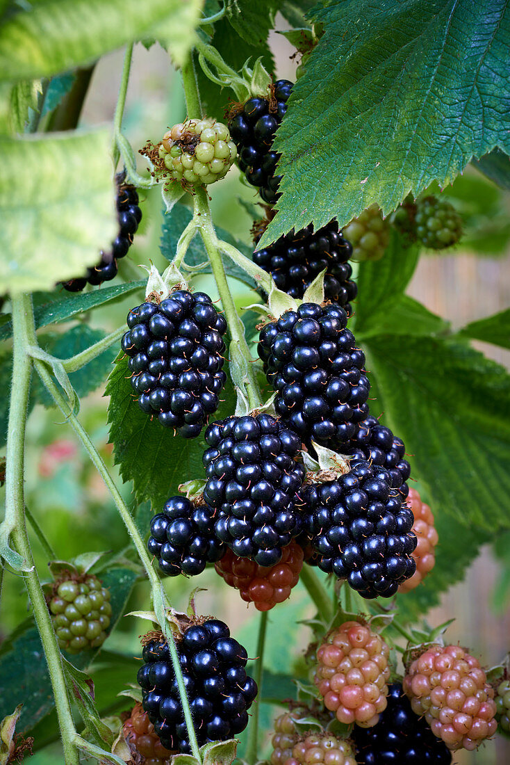 Brombeeren am Strauch