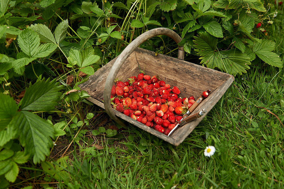 Basket of wild strawberries