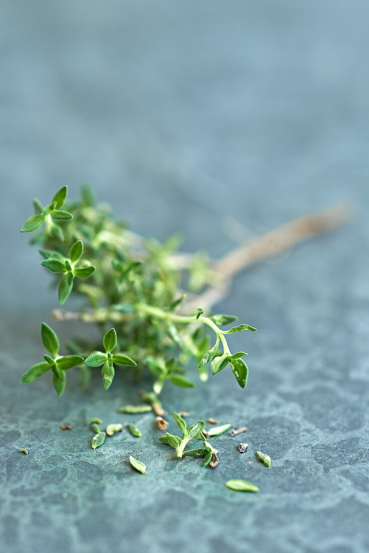 Branch of thyme
