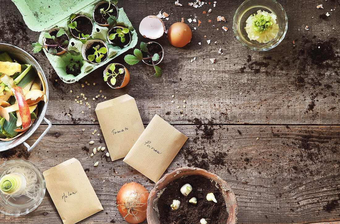 Composition with seeds and cuttings for the vegetable garden