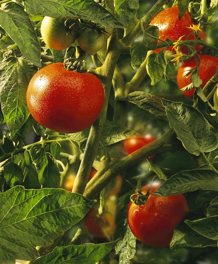 Reife & unreife Tomaten mit Tautropfen am Strauch