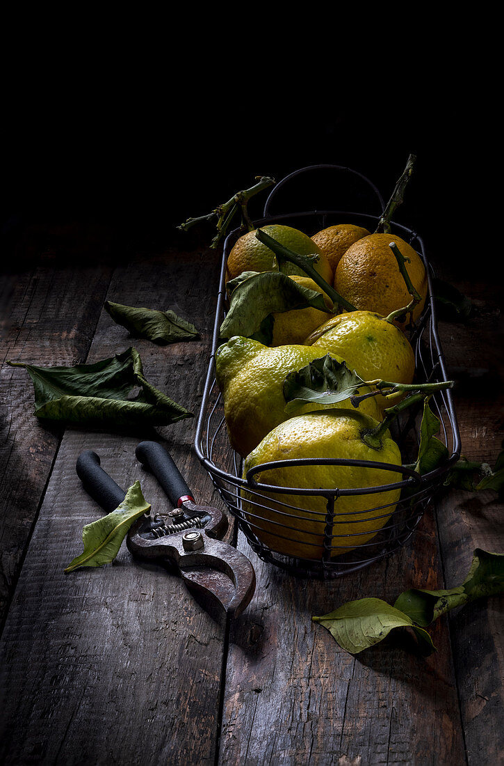 Zitronen in Drahtkorb vor dunklem Hintergrund